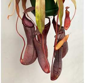 Непентес Сангвинея (лат.Nepenthes sanguinea) D14см